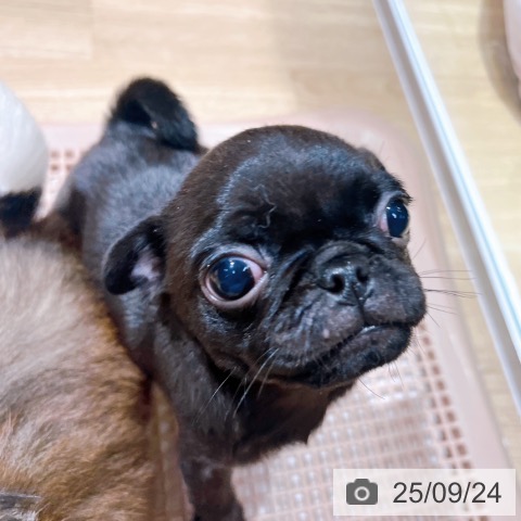 パグの写真