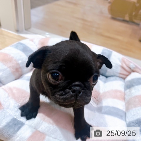 パグの写真