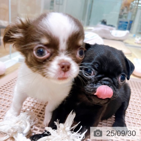 パグの写真
