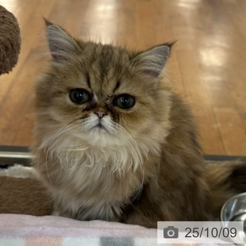 ペルシャの写真