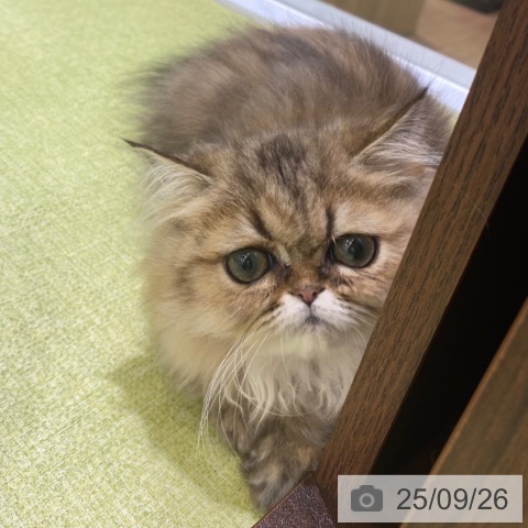 ペルシャの写真