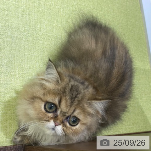 ペルシャの写真