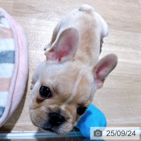 フレンチ・ブルドッグの写真