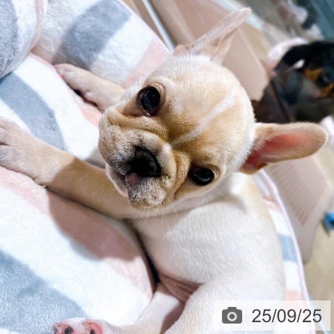 フレンチ・ブルドッグの写真