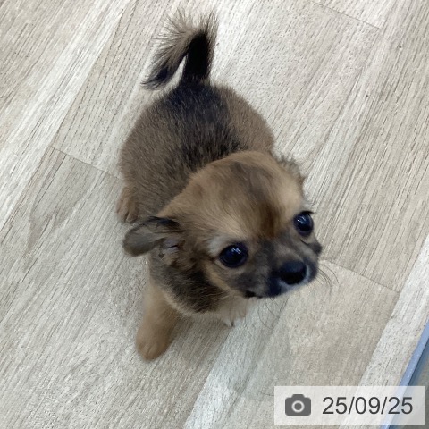 チワワの写真
