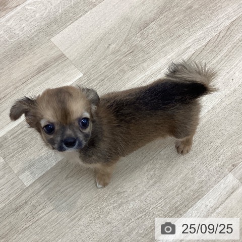 チワワの写真