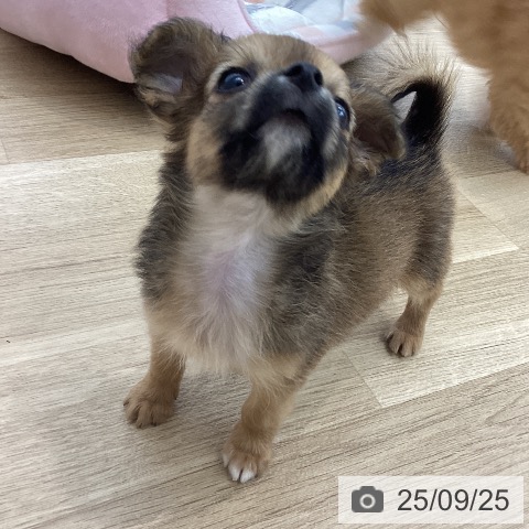 チワワの写真
