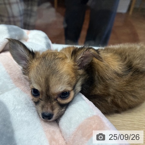 チワワの写真