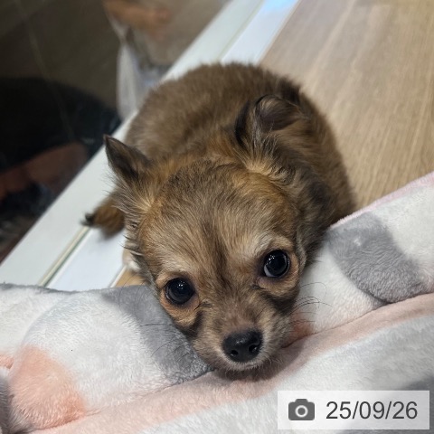 チワワの写真