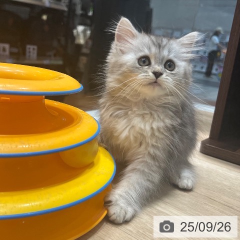 ラガマフィンの写真