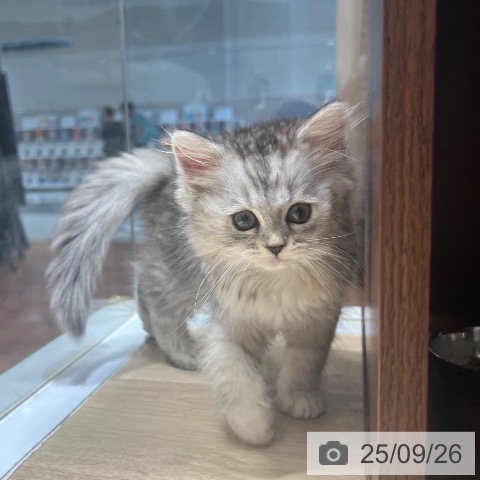 ラガマフィンの写真