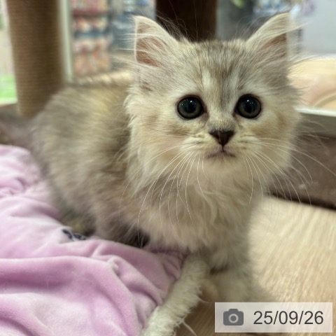 ラガマフィンの写真
