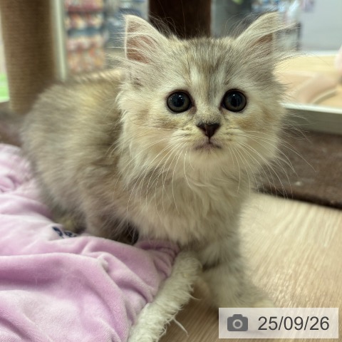 ラガマフィンの写真