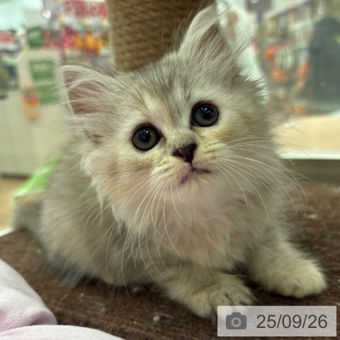 ラガマフィンの写真