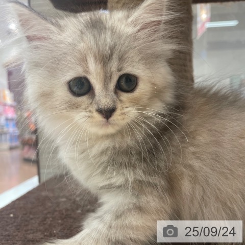 ラガマフィンの写真