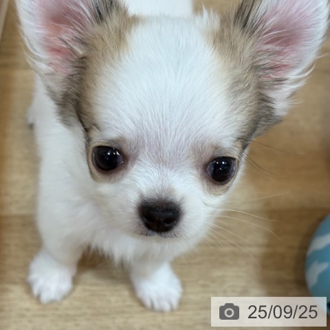 チワワの写真
