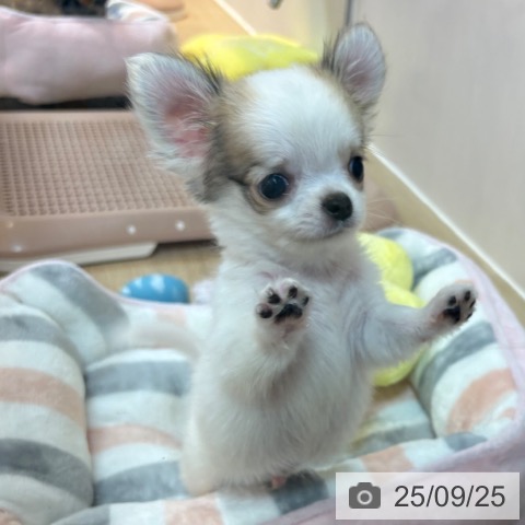 チワワの写真