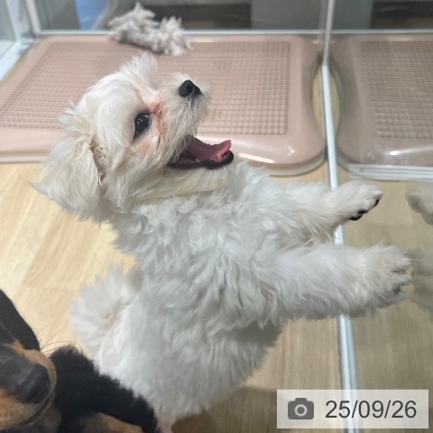 マルチーズの写真
