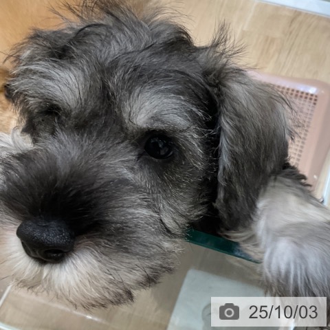 ミニチュア・シュナウザーの写真