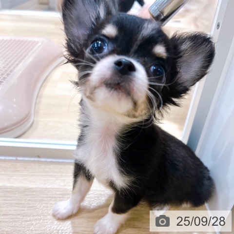 チワワの写真