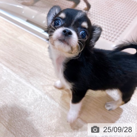 チワワの写真