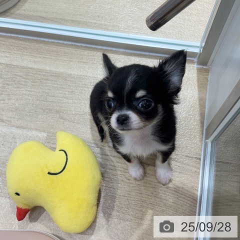 チワワの写真