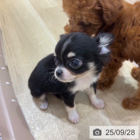 チワワの写真