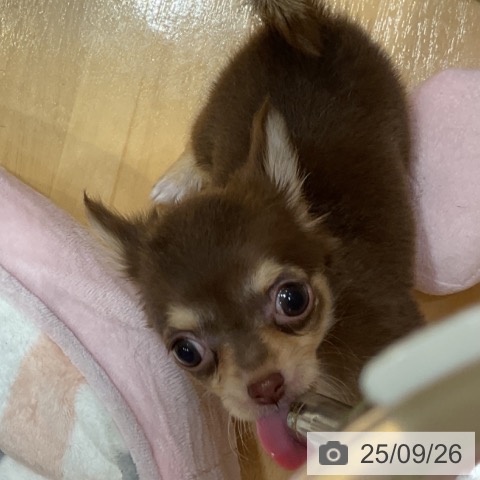チワワの写真