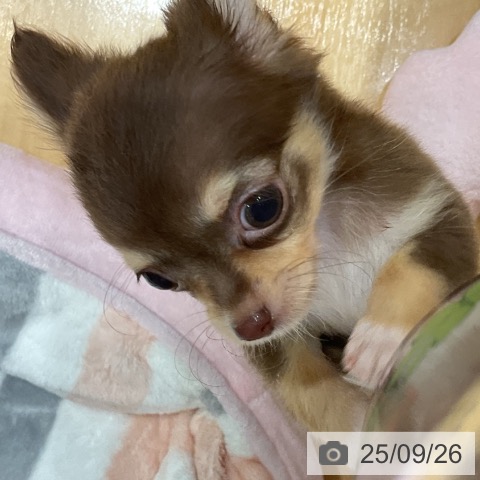 チワワの写真