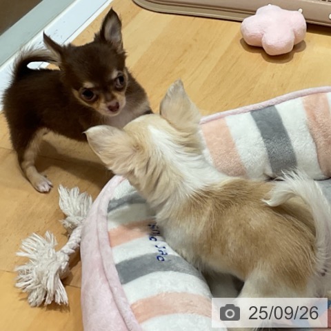 チワワの写真