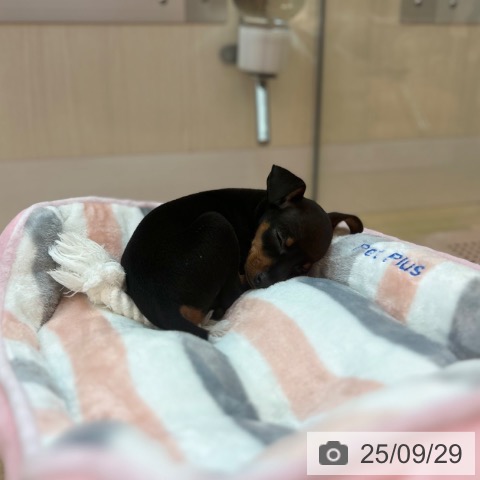 ミニチュア・ピンシャーの写真