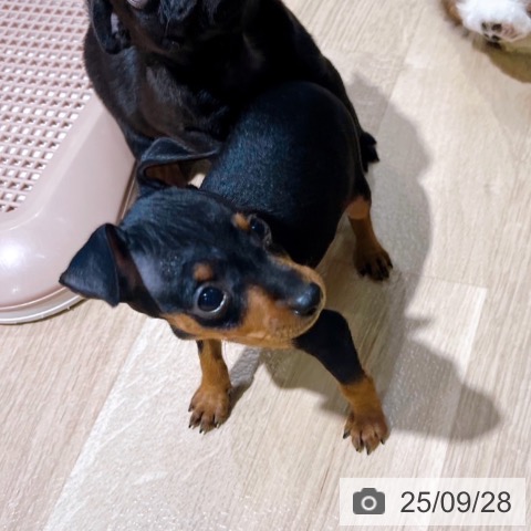 ミニチュア・ピンシャーの写真