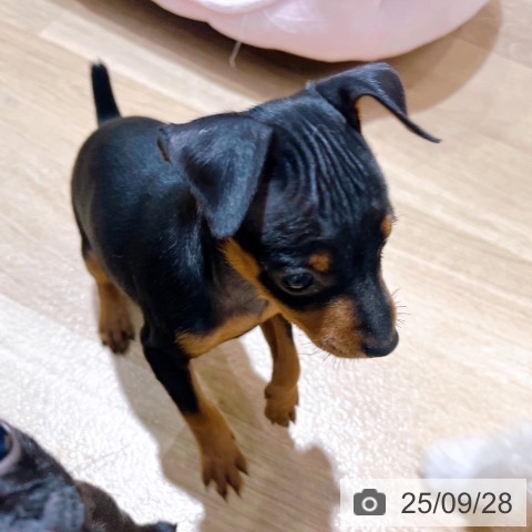 ミニチュア・ピンシャーの写真