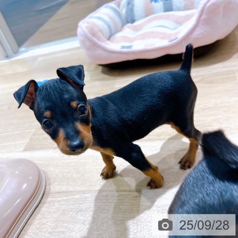 ミニチュア・ピンシャーの写真
