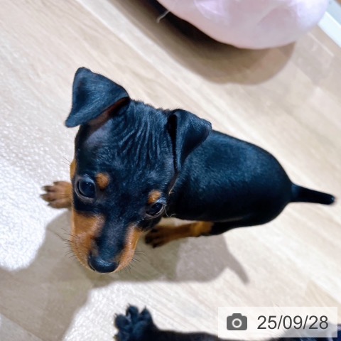 ミニチュア・ピンシャーの写真