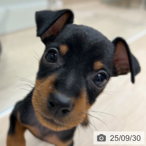 ミニチュア・ピンシャーの写真