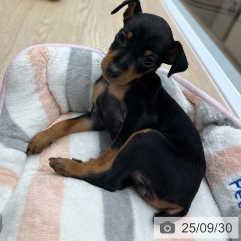 ミニチュア・ピンシャーの写真