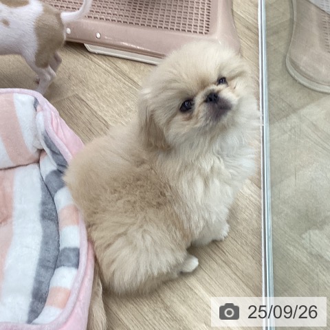 ペキニーズの写真