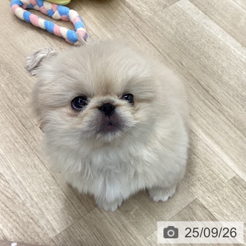 ペキニーズの写真
