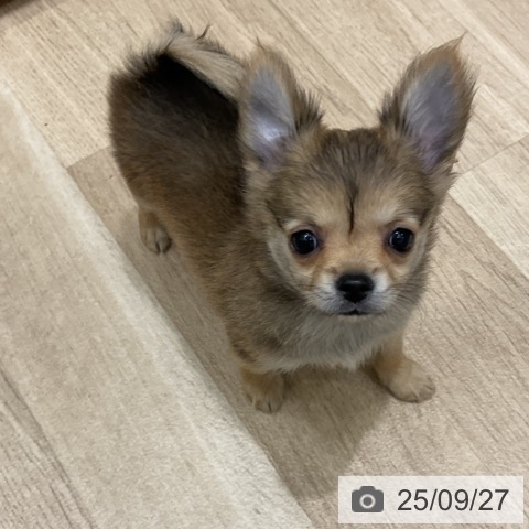 チワワの写真