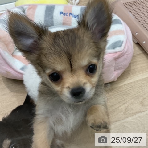 チワワの写真