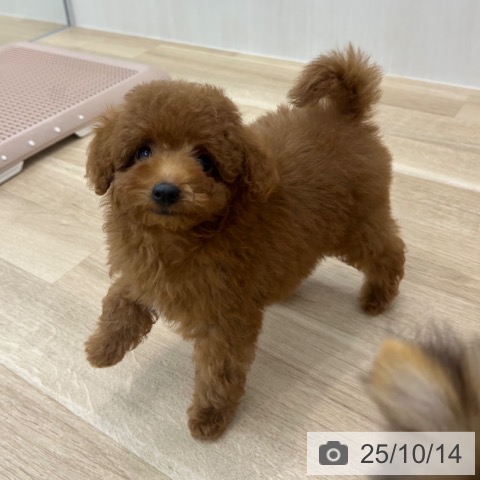 トイ・プードルの写真