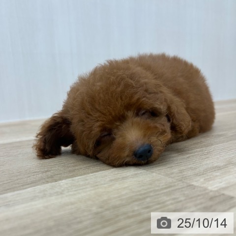 トイ・プードルの写真