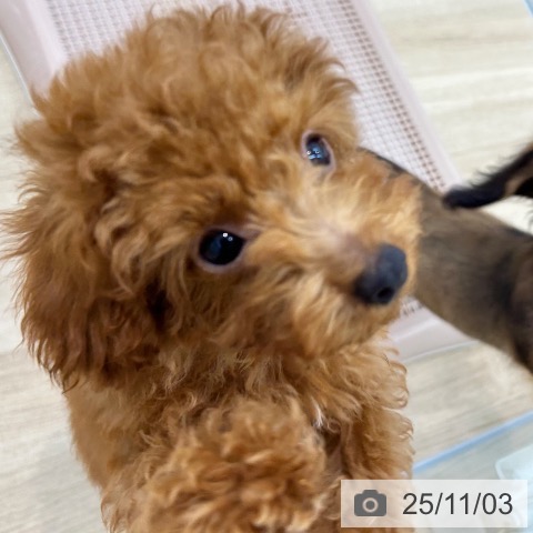 トイ・プードルの写真