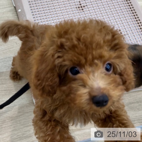 トイ・プードルの写真