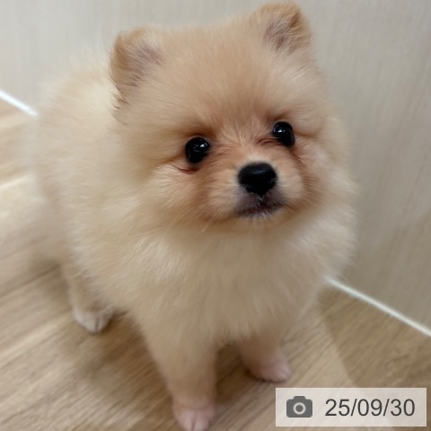ポメラニアンの写真