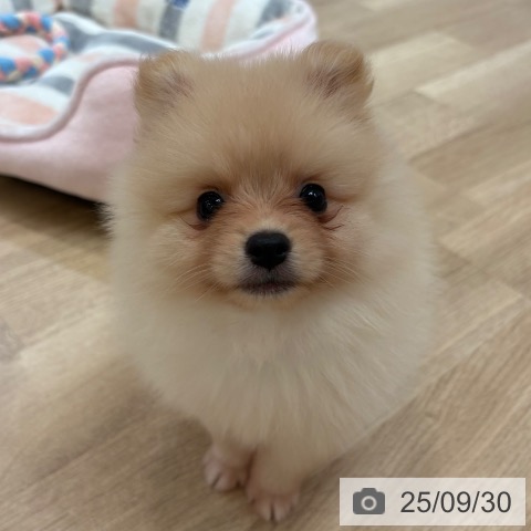 ポメラニアンの写真