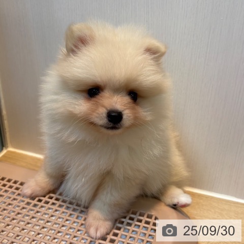 ポメラニアンの写真