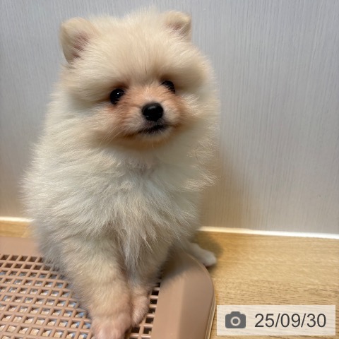 ポメラニアンの写真