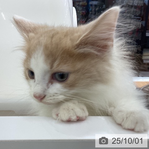 ノルウェージャンフォレストキャットの写真